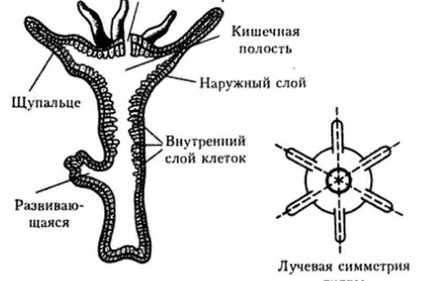 Что продает кракен
